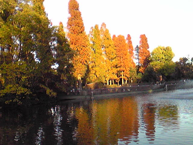 井の頭公園の水に映る紅葉