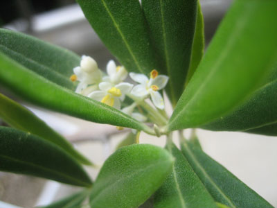 よく見るととても可愛いオリーブの花