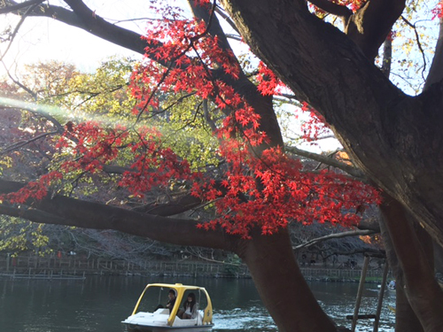 井の頭公園の最後の紅葉